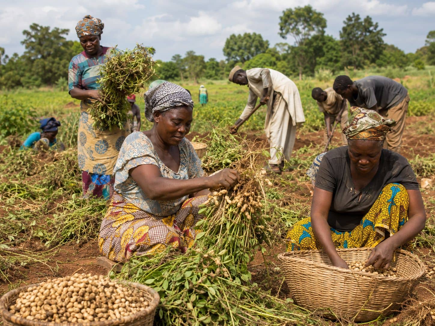 Groundnut Production in Nigeria and Africa: A Key Driver of Agricultural Development